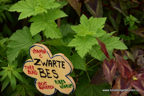 zwarte bes - kruidengeheimen