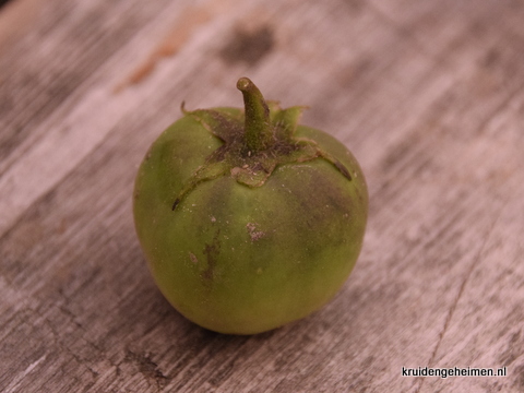 aardappelbesje - giftig - kruidengeheimen