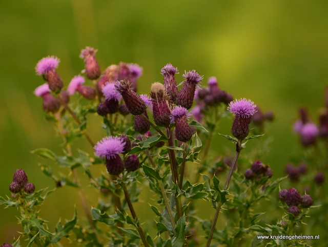 Akkerdistel