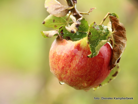 Appel - Dieneke