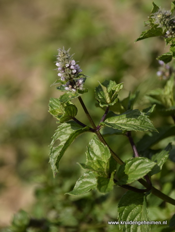 Mentha piperita - kruidengeheimen