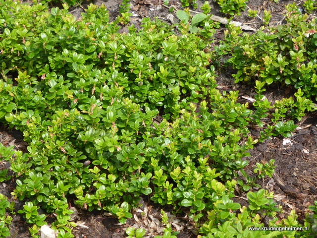 Berendruif - Kruidengeheimen