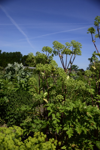 Kruidengeheimen - Engelwortel