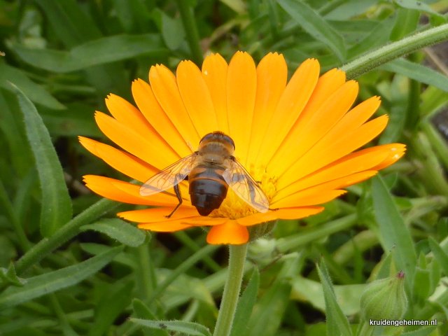 Goudsbloem - Kruidengeheimen