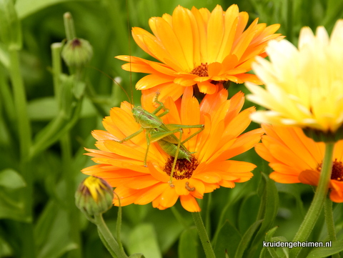 Goudsbloem met sprinkhaan