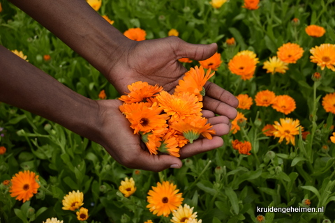 goudsbloemen