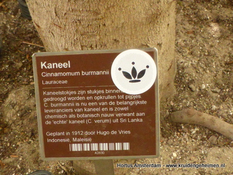 kaneel