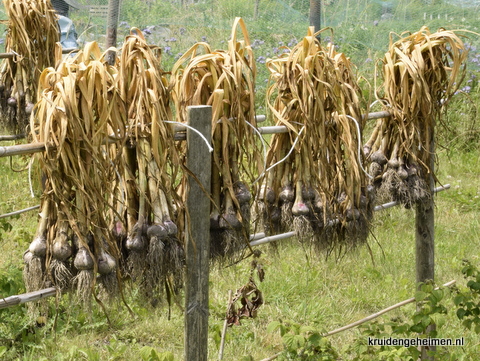 Knoflook - Kruidengeheimen