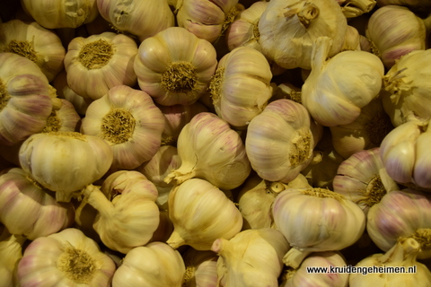 Knoflook - Kruidengeheimen