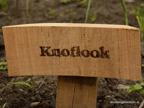 Knoflook - Kruidengeheimen