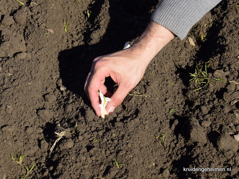 Knoflookteentje planten - Kruidengeheimen