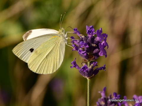 Lavendel