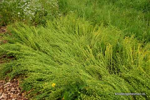 Lijnzaad - Vlas - Kruidengeheimen