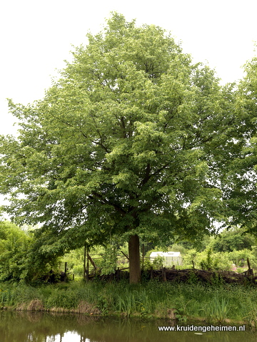 Lindeboom - Kruidengeheimen