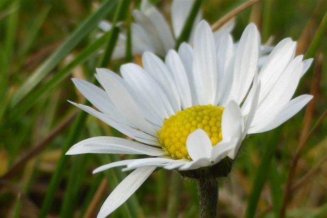 Madeliefje-Kruidengeheimen