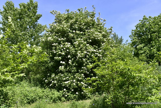 Vlier - kruidengeheimen