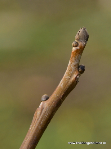 Walnootknop - kruidengeheimen